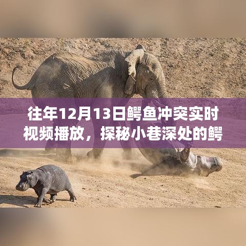 探秘鱷魚美食秘境，揭秘12月13日鱷魚沖突實時盛宴直播！