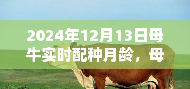 母牛實(shí)時(shí)配種月齡技術(shù)評(píng)測，以日期為例探討母牛配種的最佳時(shí)機(jī)（2024年12月13日）