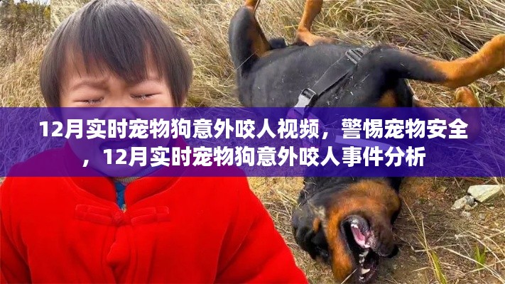 12月寵物狗意外咬人事件，視頻分析與安全警惕