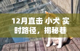 揭秘小犬的十二月巷弄奇遇，實(shí)時(shí)路徑追蹤，直擊巷深之秘