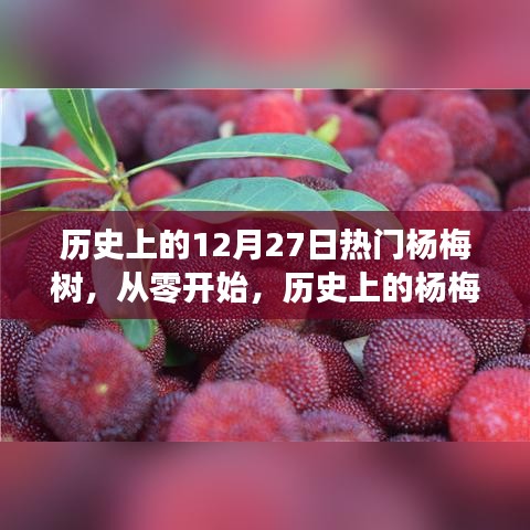 歷史上的楊梅樹(shù)種植手冊(cè)，從初植到繁榮——12月27日的楊梅樹(shù)特別篇章