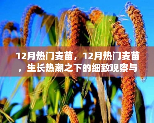 12月麥苗生長熱潮，細致觀察與理性思考