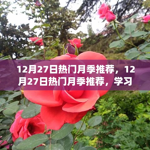 12月27日熱門月季推薦，學習變化，展現(xiàn)自信與成就之花