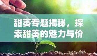 甜葵專題揭秘，探索甜葵的魅力與價(jià)值