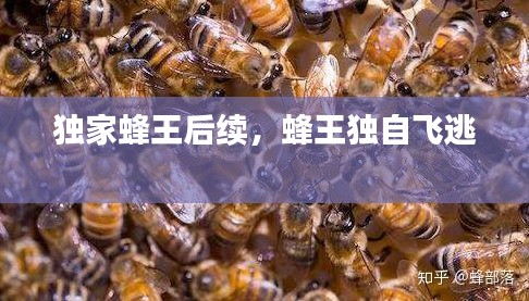 獨(dú)家蜂王后續(xù)，蜂王獨(dú)自飛逃 
