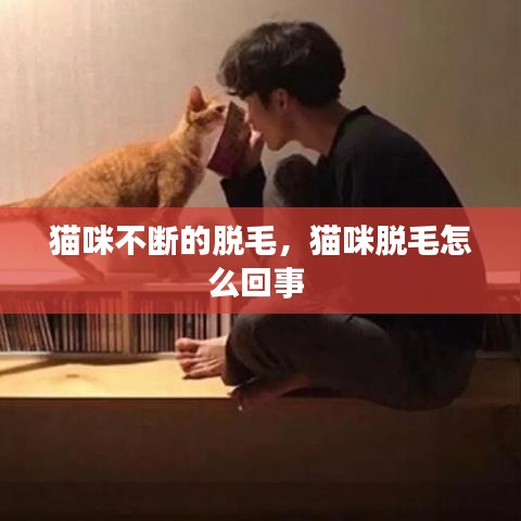 貓咪不斷的脫毛，貓咪脫毛怎么回事 