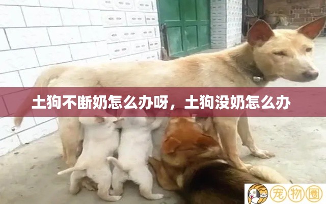 土狗不斷奶怎么辦呀，土狗沒奶怎么辦 