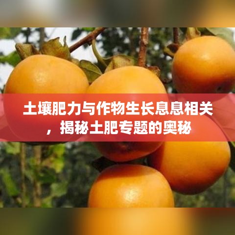 土壤肥力與作物生長息息相關，揭秘土肥專題的奧秘