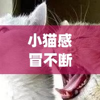 小貓感冒不斷，貓咪感冒斷斷續(xù)續(xù)不好 