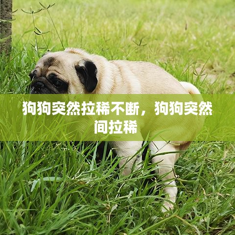 狗狗突然拉稀不斷，狗狗突然間拉稀 