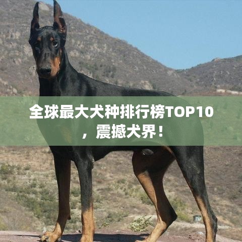 全球最大犬種排行榜TOP10，震撼犬界！