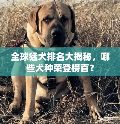 全球猛犬排名大揭秘，哪些犬種榮登榜首？
