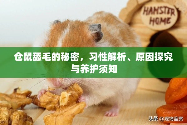 倉鼠舔毛的秘密，習性解析、原因探究與養(yǎng)護須知