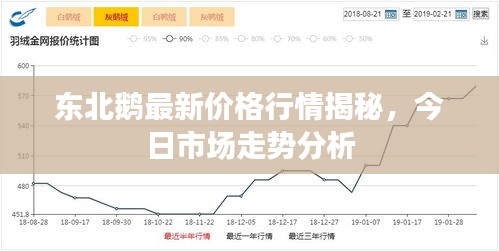 東北鵝最新價(jià)格行情揭秘，今日市場(chǎng)走勢(shì)分析