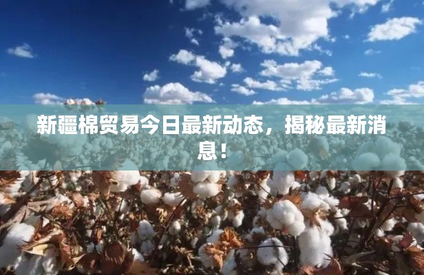 新疆棉貿(mào)易今日最新動(dòng)態(tài)，揭秘最新消息！