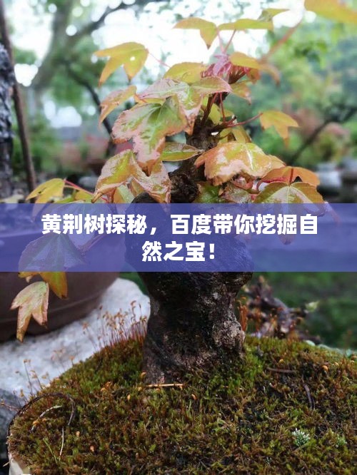黃荊樹探秘，百度帶你挖掘自然之寶！