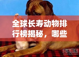 全球長壽動(dòng)物排行榜揭秘，哪些動(dòng)物壽命驚人之長？