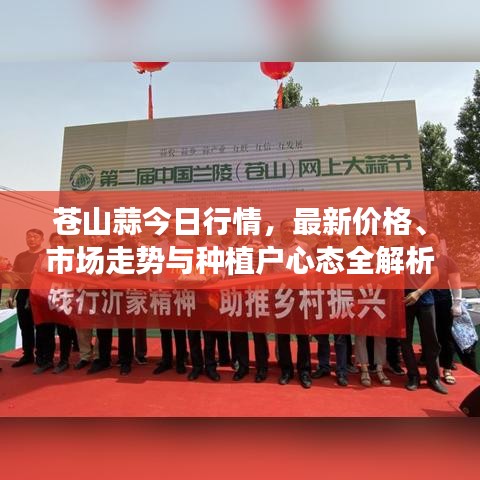 蒼山蒜今日行情，最新價(jià)格、市場(chǎng)走勢(shì)與種植戶心態(tài)全解析