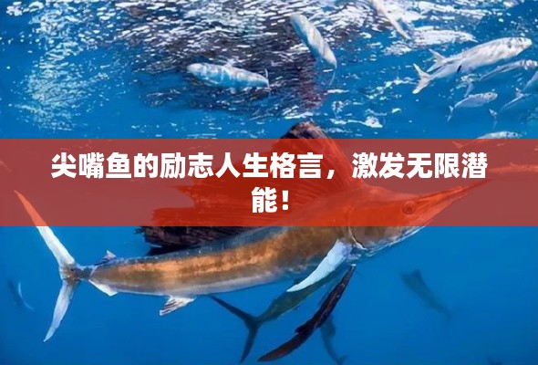 尖嘴魚的勵志人生格言，激發(fā)無限潛能！