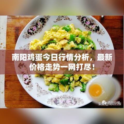 南陽雞蛋今日行情分析，最新價(jià)格走勢(shì)一網(wǎng)打盡！