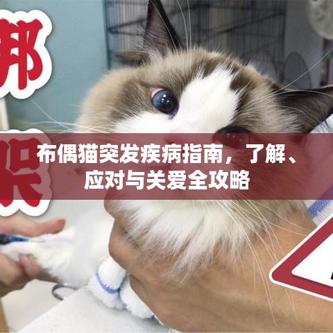 布偶貓突發(fā)疾病指南，了解、應(yīng)對(duì)與關(guān)愛(ài)全攻略