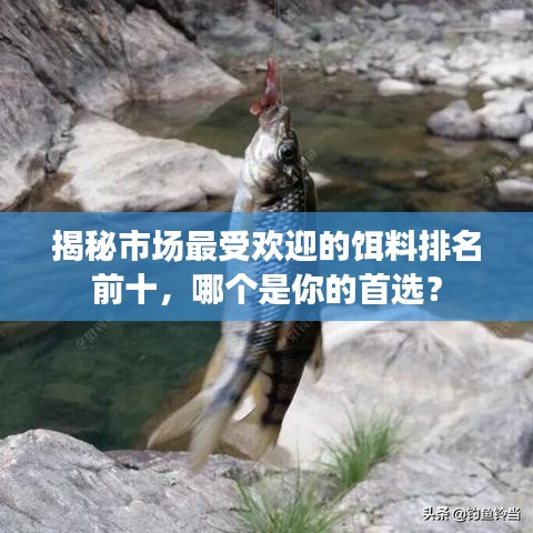揭秘市場最受歡迎的餌料排名前十，哪個是你的首選？