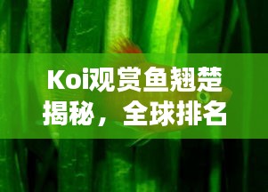 Koi觀賞魚翹楚揭秘，全球排名及探尋頂級魚界魅力