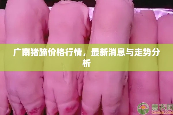 廣南豬蹄價格行情，最新消息與走勢分析