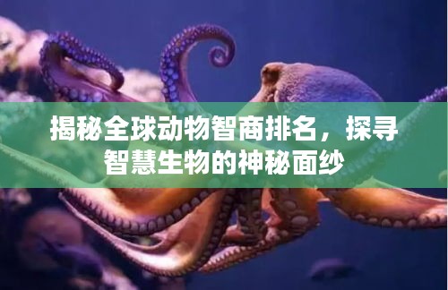 揭秘全球動物智商排名，探尋智慧生物的神秘面紗