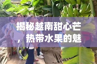 揭秘越南甜心芒，熱帶水果的魅力探秘之旅