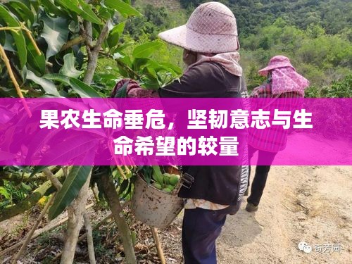 果農(nóng)生命垂危，堅韌意志與生命希望的較量