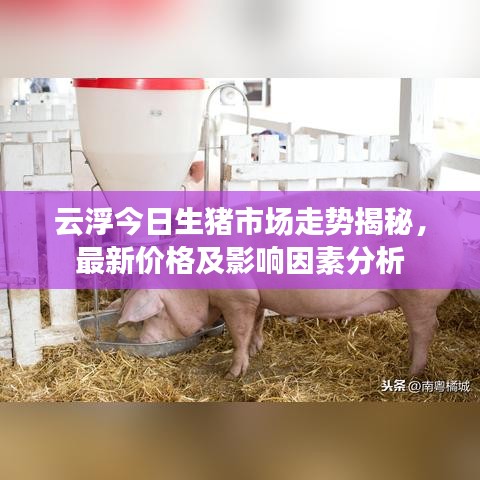 云浮今日生豬市場走勢揭秘，最新價格及影響因素分析