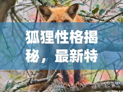 狐貍性格揭秘，最新特點(diǎn)介紹與精彩圖片展示