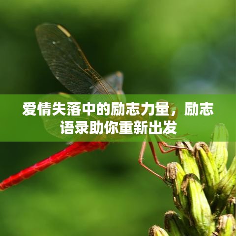 愛情失落中的勵志力量，勵志語錄助你重新出發(fā)