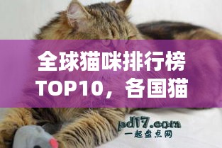 全球貓咪排行榜TOP10，各國貓咪實(shí)力比拼！