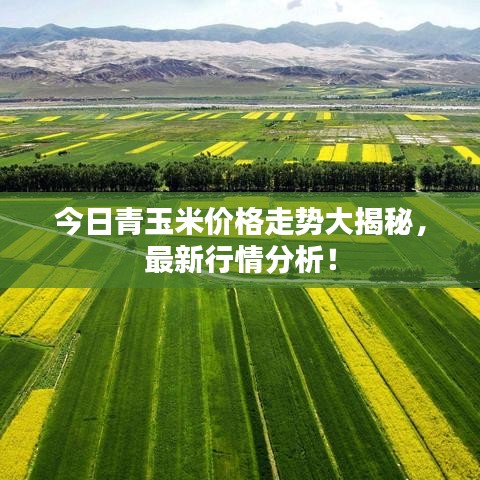 今日青玉米價格走勢大揭秘，最新行情分析！