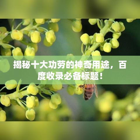 揭秘十大功勞的神奇用途，百度收錄必備標(biāo)題！