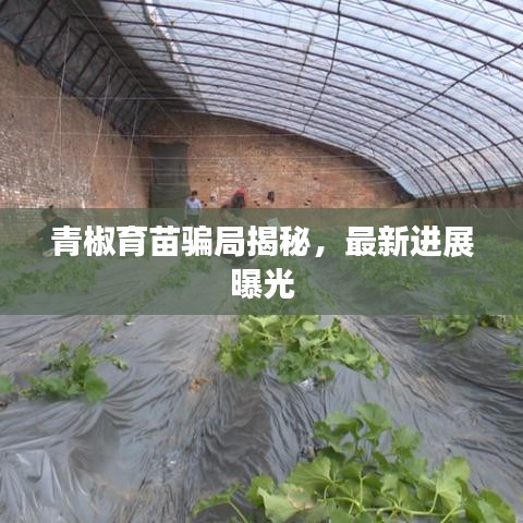 青椒育苗騙局揭秘，最新進(jìn)展曝光