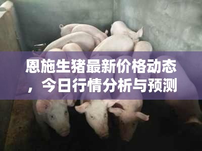 恩施生豬最新價格動態(tài)，今日行情分析與預(yù)測