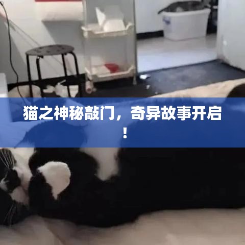 貓之神秘敲門，奇異故事開啟！