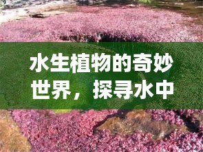 水生植物的奇妙世界，探尋水中的綠意之美