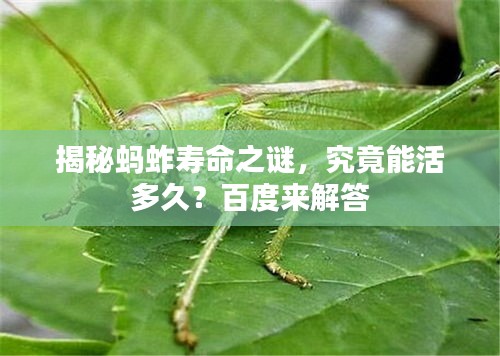 揭秘螞蚱壽命之謎，究竟能活多久？百度來解答