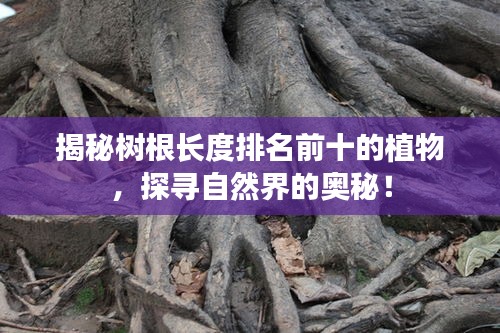 揭秘樹根長度排名前十的植物，探尋自然界的奧秘！