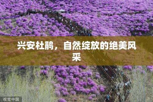 興安杜鵑，自然綻放的絕美風(fēng)采