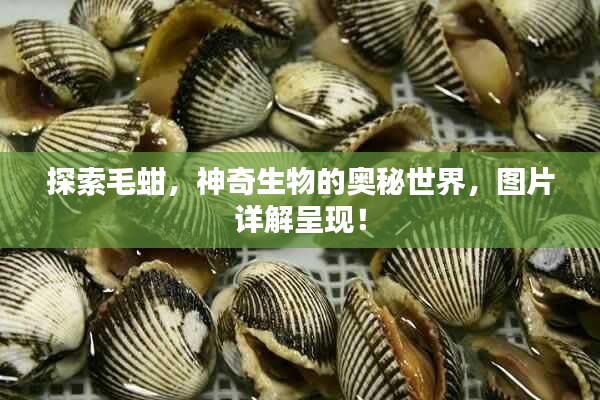 探索毛蚶，神奇生物的奧秘世界，圖片詳解呈現(xiàn)！