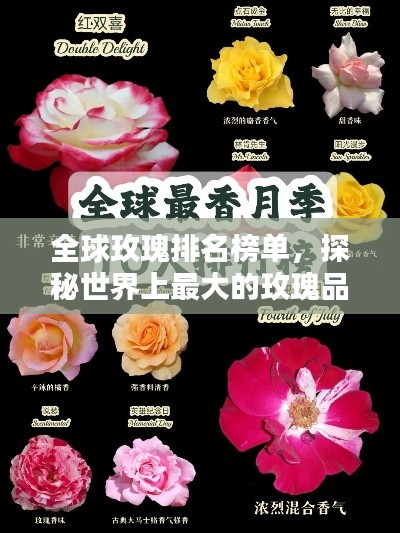 全球玫瑰排名榜單，探秘世界上最大的玫瑰品種
