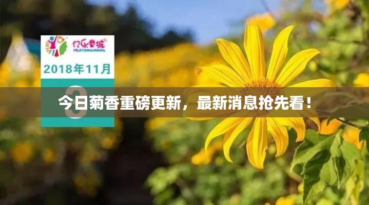 今日菊香重磅更新，最新消息搶先看！
