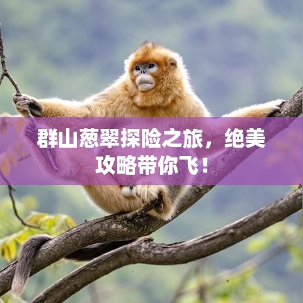 群山蔥翠探險(xiǎn)之旅，絕美攻略帶你飛！