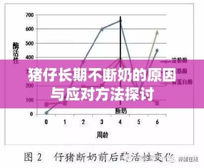 豬仔長(zhǎng)期不斷奶的原因與應(yīng)對(duì)方法探討